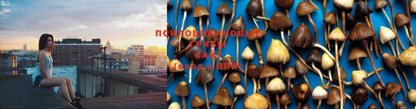 индика Медногорск