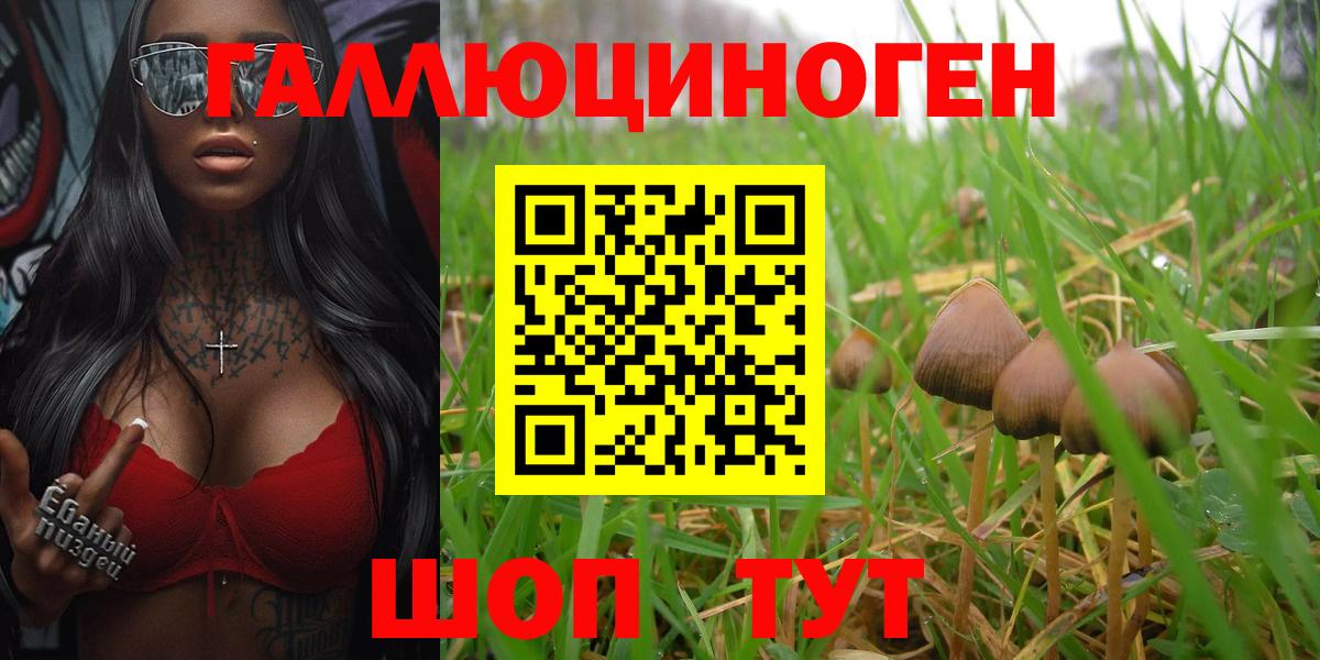 Псилоцибиновые грибы Psilocybine cubensis Елец